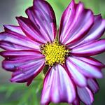 Cosmos bipinnatus 'Candy Stripe' - Cosmos