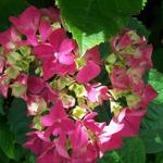 Hydrangea macrophylla (Rood) - Hortensia / bolhortensia