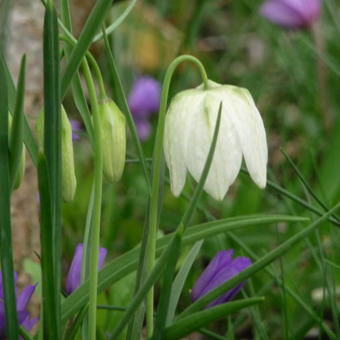 Fritillaria pallidiflora