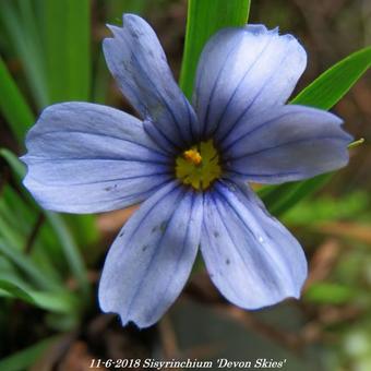 Sisyrinchium 'Devon Skies'