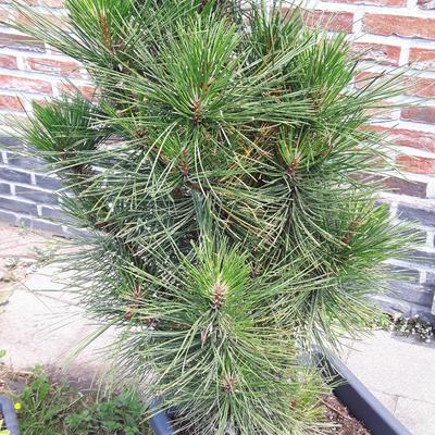 Bergden - Pinus mugo 'Gnom'