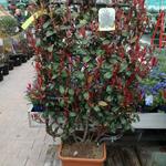 Photinia x fraseri 'Robusta Compacta' - Glansmispel