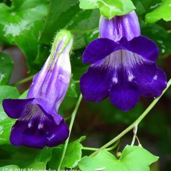 Maurandya scandens