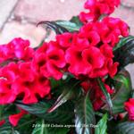 Celosia argentea 'Hot Topic' - Hanekam