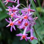 Tulbaghia 'Moya' - Moeraslook