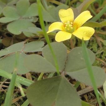 Oxalis corniculata