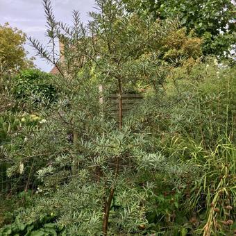 Hippophae rhamnoides 'Pollmix'