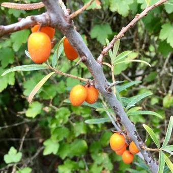 Hippophae rhamnoides 'Leikora'