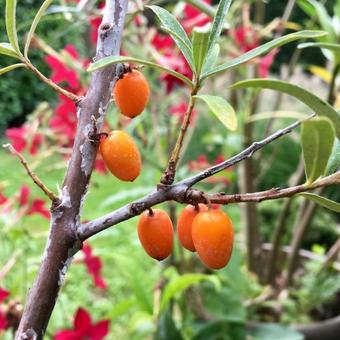 Hippophae rhamnoides 'Leikora'