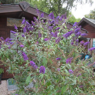 Vlinderstruik - Buddleja davidii 'Adonis Blue'