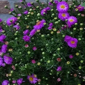 Aster novi-belgii 'Pink Topas'