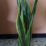 Sansevieria trifasciata var. laurentii - Vrouwentongen