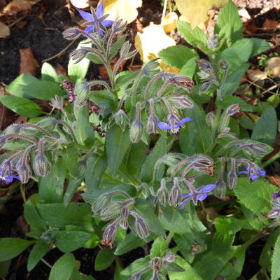 Bernagie/Komkommerkruid - Borago officinalis