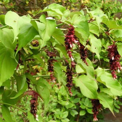 Fazantenbes, Karamelbes, Grootmoeders oorbel - Leycesteria formosa 'Purple Rain'