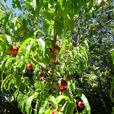 Nectarineboom - Prunus persica var nucipersica 'Madame Blanchet'