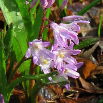 Chionodoxa forbesii 'Pink Giant'