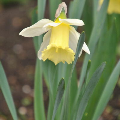 Wilde narcis - Narcissus pseudonarcissus spp. lobularis