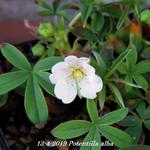 Potentilla alba - Ganzerik/vijfvingerkruid