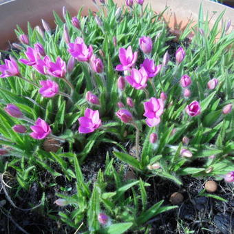 Rhodohypoxis baurii