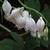 Lamprocapnos spectabilis 'Alba'