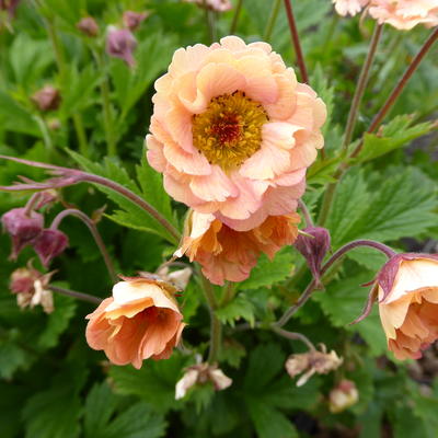 Nagelkruid - Geum COCKTAIL 'Mai Tai'