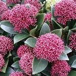 Skimmia japonica 'Rubesta' - Skimmia