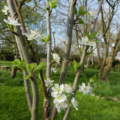 Pruimelaar - Prunus domestica ´Belle de Louvain´