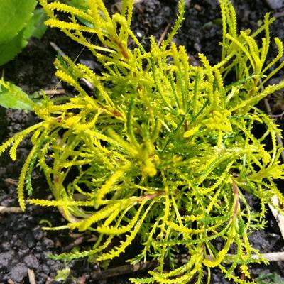 Heiligenbloem,Cipressenkruid - Santolina rosmarinifolia 'Lemon Fizz'