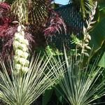 Yucca glauca - Palmlelie