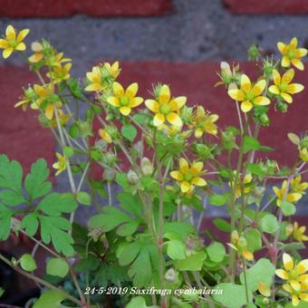 Saxifraga cymbalaria