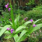 Bletilla striata purple variegated - Aardorchidee, Hyacint-orchidee