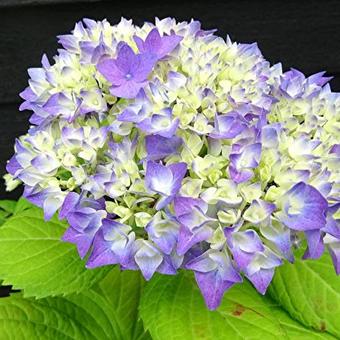 Hydrangea macrophylla FLAIR & FLAVOUR 'Sweet Cupcake'