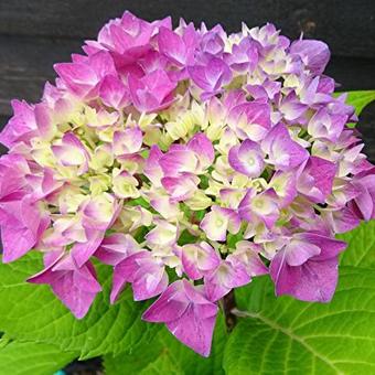 Hydrangea macrophylla FLAIR & FLAVOUR 'Sweet Cupcake'