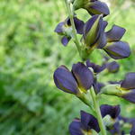 Valse indigo - Baptisia australis  'DECADENCE Dutch Chocolate'