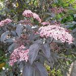 Sambucus nigra 'Black Beauty' - Vlier - Sambucus nigra 'Black Beauty'