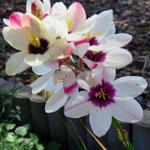 Ixia 'Spotlight' - Afrikaanse korenlelies