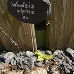 Woodsia alpina - Alpenwimpervaren, Bergwimpervaren