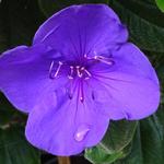 Tibouchina urvilleana 'Rich Blue' - Tibouchina / Spinnenbloem