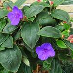 Tibouchina urvilleana 'Rich Blue' - Tibouchina / Spinnenbloem