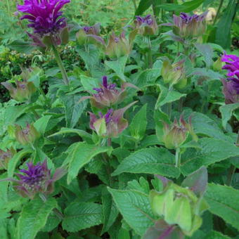 Monarda 'Purple Lace'