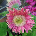 Gerbera jamesonii  - Gerbera