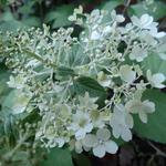 Hydrangea paniculata 'Diamantino' - Pluimhortensia - Hydrangea paniculata 'Diamantino'