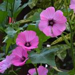 Lavatera trimestris - Bekermalva / Grootbloemige Lavatera