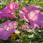 Lavatera trimestris - Bekermalva / Grootbloemige Lavatera