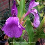 Roscoea purpurea 'Twin Towers' - Gemberorchidee