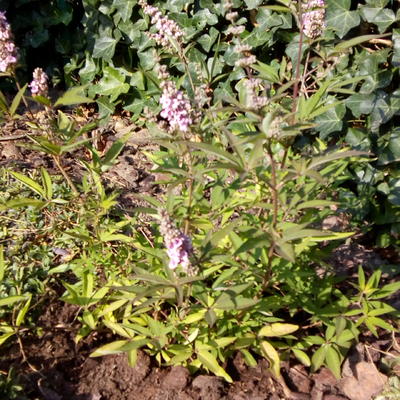 Monnikspeper - Vitex agnus-castus 'Pink Pinnacle'