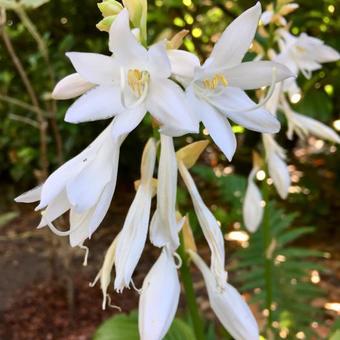 Hosta 'Royal Standard'