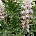 Stekelige berenklauw - Acanthus mollis 'Whitewater'