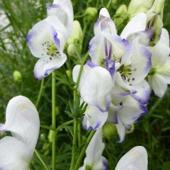 Aconitum 'Eleonora'