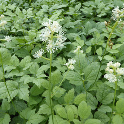 Actaea simplex - Christoffelkruid